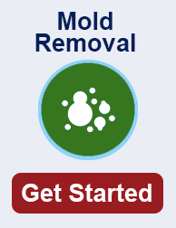 mold remediation in Boca Raton TN